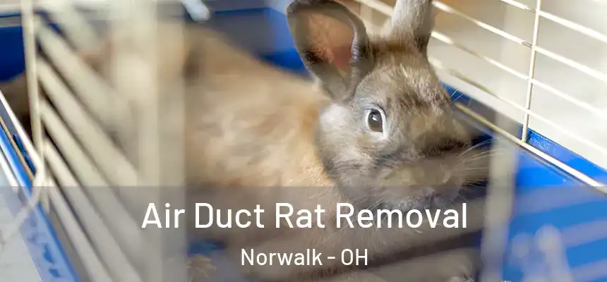  Air Duct Rat Removal Norwalk - OH